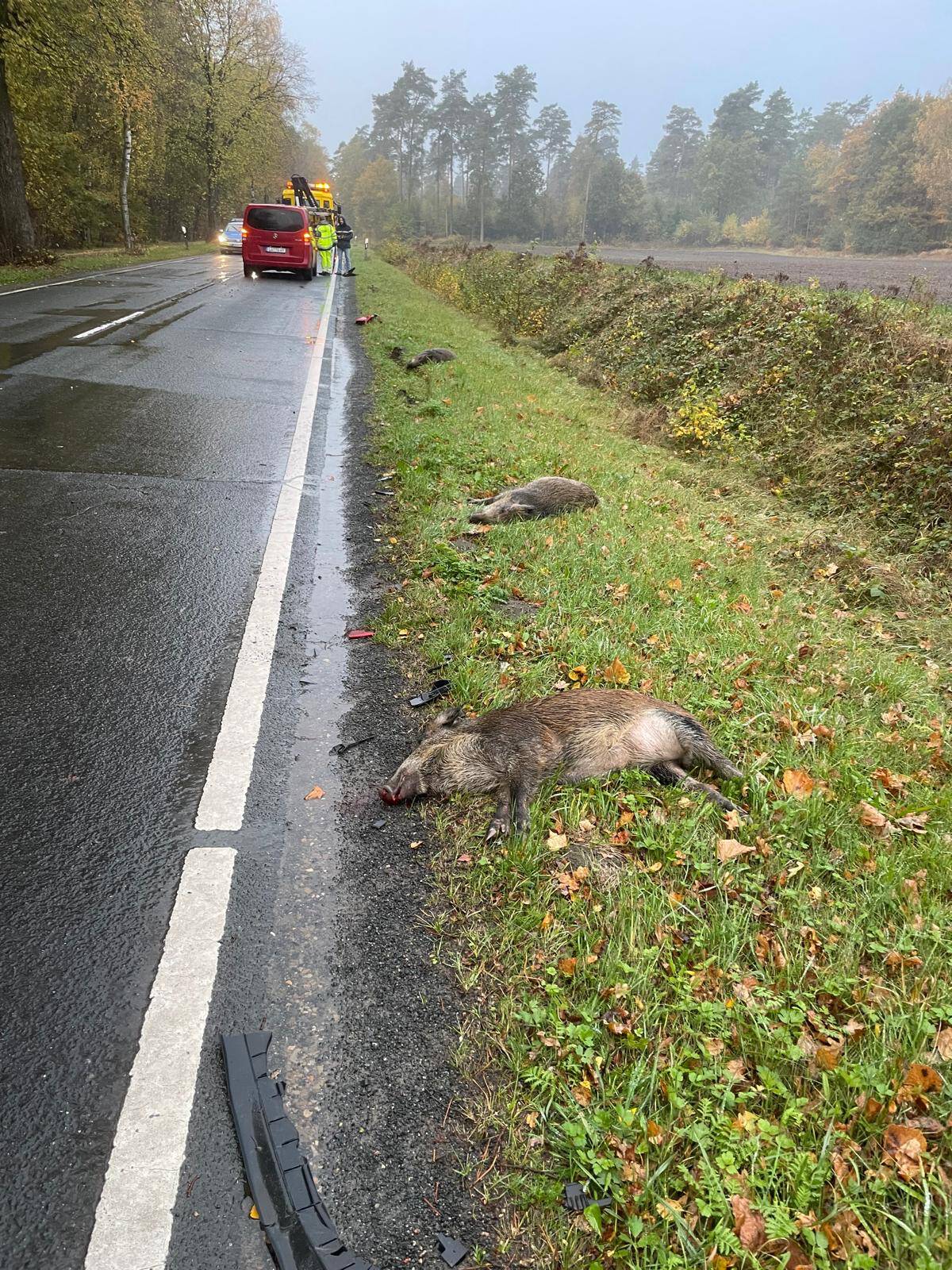 Serious wildlife accident shortly before the start of winter: the hunting authorities and hunters warn against driving